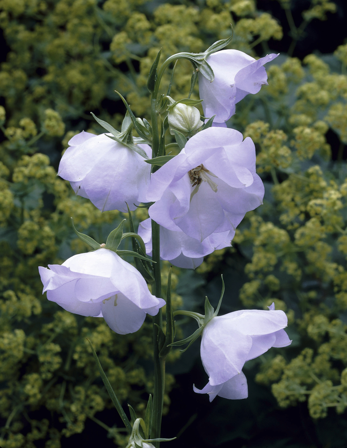 Perennial varieties Future Plants