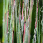 Schizachyrium scop. 'Ha Ha Tonka'