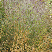 Panicum virgatum 'Purple Tears'