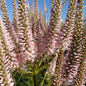 Veronicastrum virginicum 'Challenger'