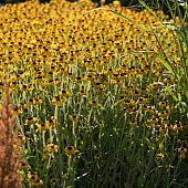 Rudbeckia x 'American Gold Rush'