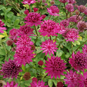 Astrantia major 'Capri'