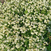 Astrantia major 'Pisa'