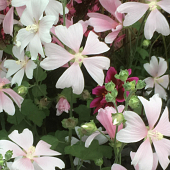 Lavatera 'Duet'