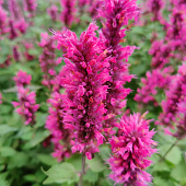 Agastache 'Danish Delight'