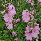 Sidalcea 'Shimmer'