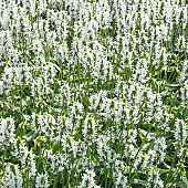 Stachys officinalis 'Summer Snowcone'