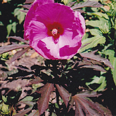 Hibiscus moscheutos 'Kui Nuku'