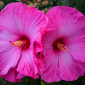 Hibiscus 'Little Prince'