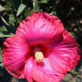 Hibiscus 'Satellite