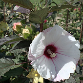 Hibiscus 'Small Wonders'