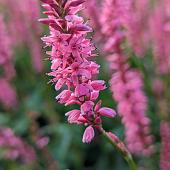 Persicaria 'Flamingo Feathers'