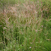 Andropogon gerardii 'Brocken Delight'