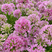 Allium 'Avatar'