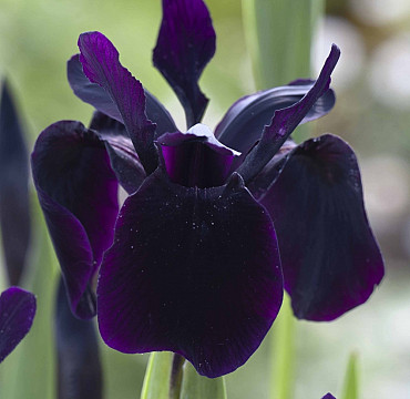 Perennial Varieties Future Plants