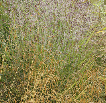 Panicum virgatum 'Purple Tears'