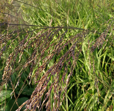 Molinia arundinacea 'Dark Beauty'