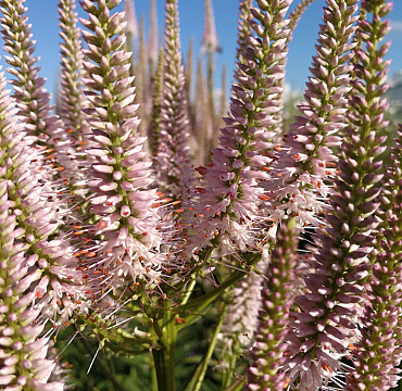 Veronicastrum virginicum 'Challenger'