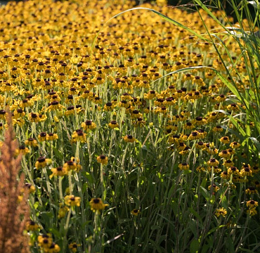 Rudbeckia x 'American Gold Rush'