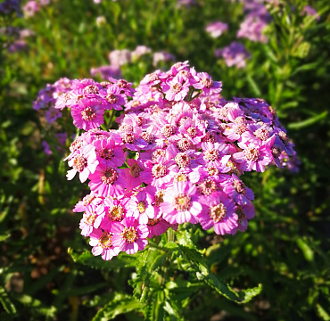 Achillea siberica 'Love Parade'