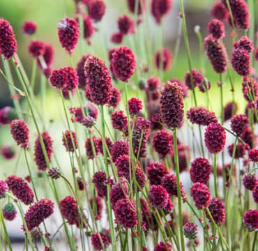 Sanguisorba 'Proud Mary'