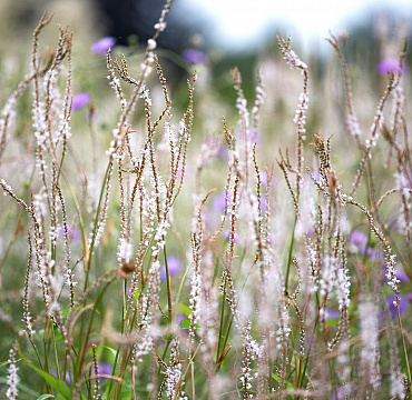 Persicaria Bistorta amplexicaulis 'Alba'