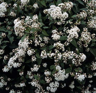 Eupatorium rugosum 'Chocolate'