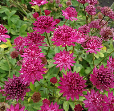 Astrantia major 'Capri'