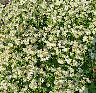 Astrantia major 'Pisa'