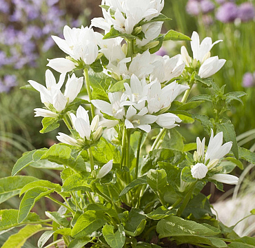 Campanula glomerata 'Chico Blanco'