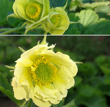 Geum rivale 'Tales of Hex'