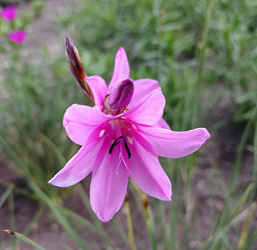 Dierama pauciflorum 'Luana'