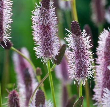 Sanguisorba menziesii 'Wake Up'