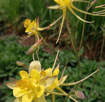 Aquilegia chrysantha var. chaplinei