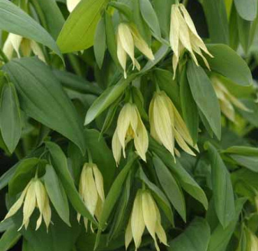 Uvularia grandiflora 'Pallida'