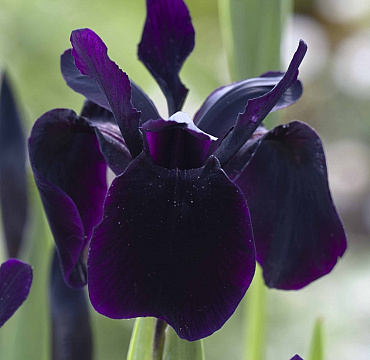 Iris chrysographes 'Just Around Midnight'