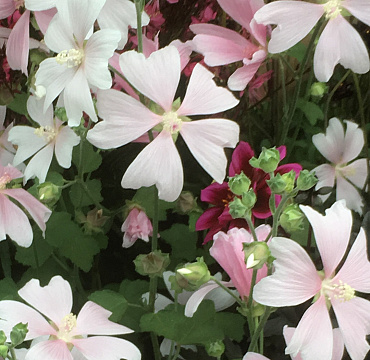 Lavatera 'Duet'