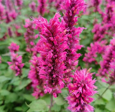 Agastache 'Danish Delight'