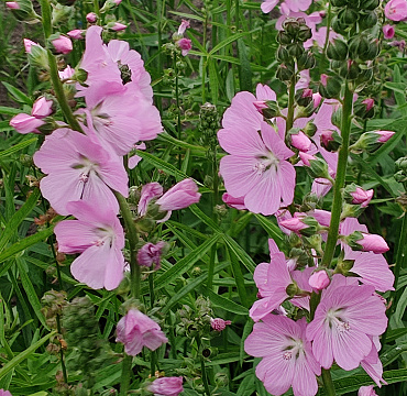 Sidalcea 'Shimmer'