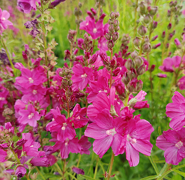 Sidalcea 'Crowftway Red'