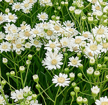 Aster ptarmicoides (Solidago)