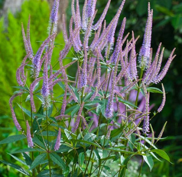 Veronicastrum virginicum 'Fascination'