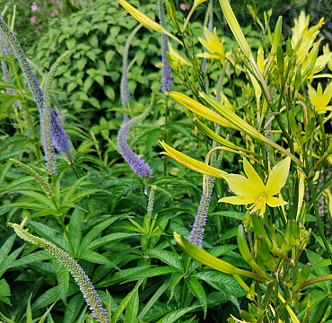 Veronicastrum virginicum 'Apollo'