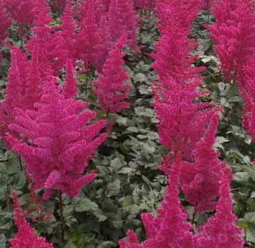 Astilbe chinensis 'Vision Vulcano'