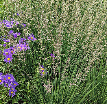 Molinia caerulea 'Brush'