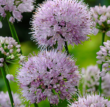 Allium 'Summer Beauty'