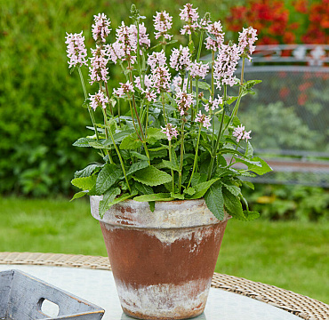 Stachys officinalis 'Summer Sweets'