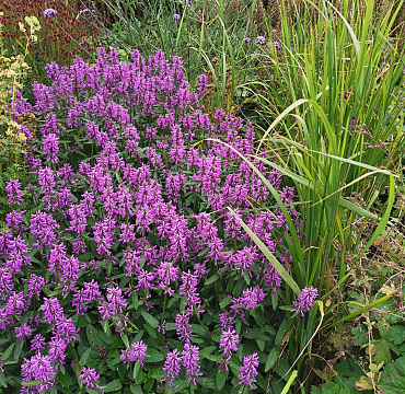 Stachys officinalis 'Summer Grapes'