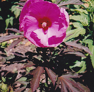 Hibiscus moscheutos 'Kui Nuku'