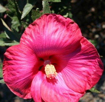 Hibiscus 'Satellite